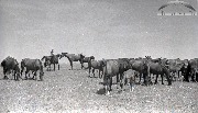 0-135841.jpg